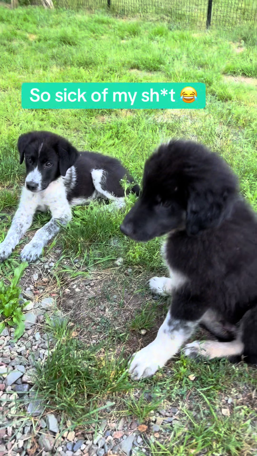 @Adopt A Stray Rescue
