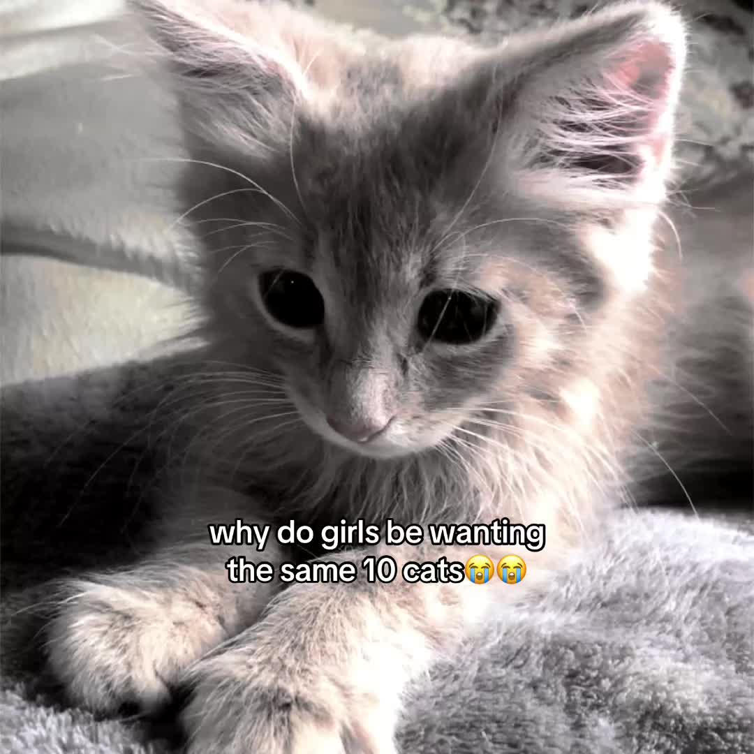 @𝓂𝒾𝓈𝒽𝓎 ֶָ֢.