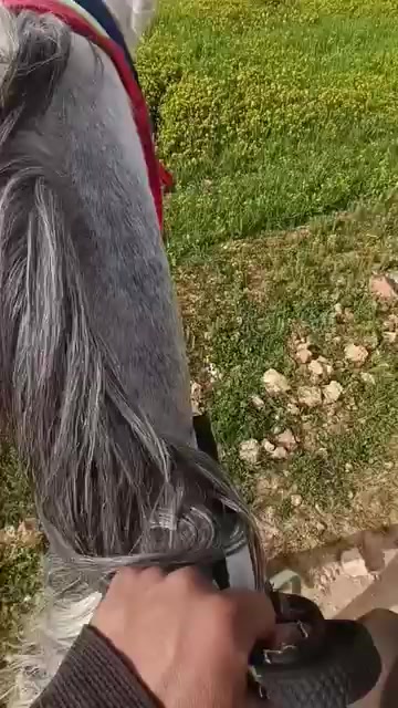 @أحمد(☆▽☆)البيراوي(☆▽☆)