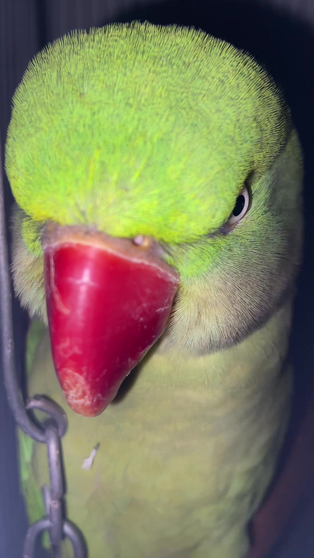 @Chatteringbeaks
