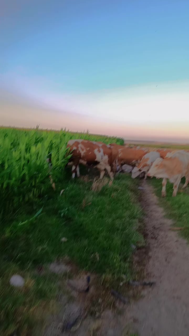 @Muhammed Sabır