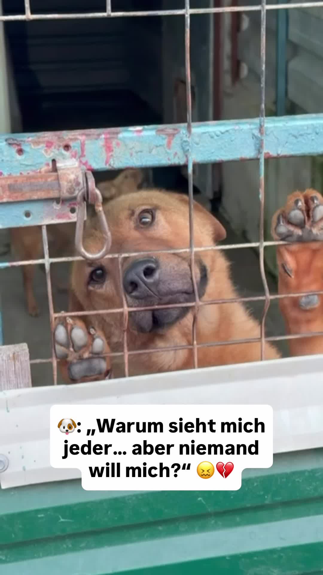 @Tierseelen 🐕