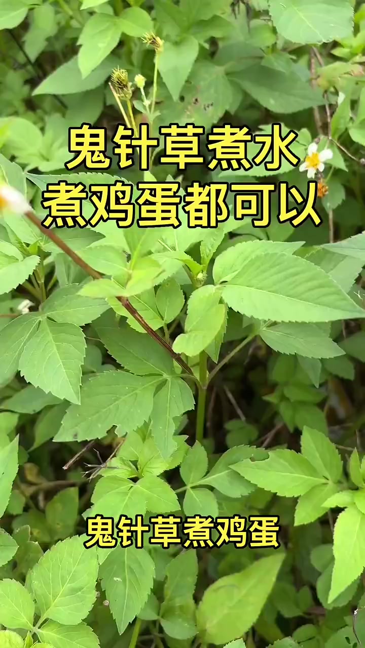 @珍姐照護變現/好物分享
