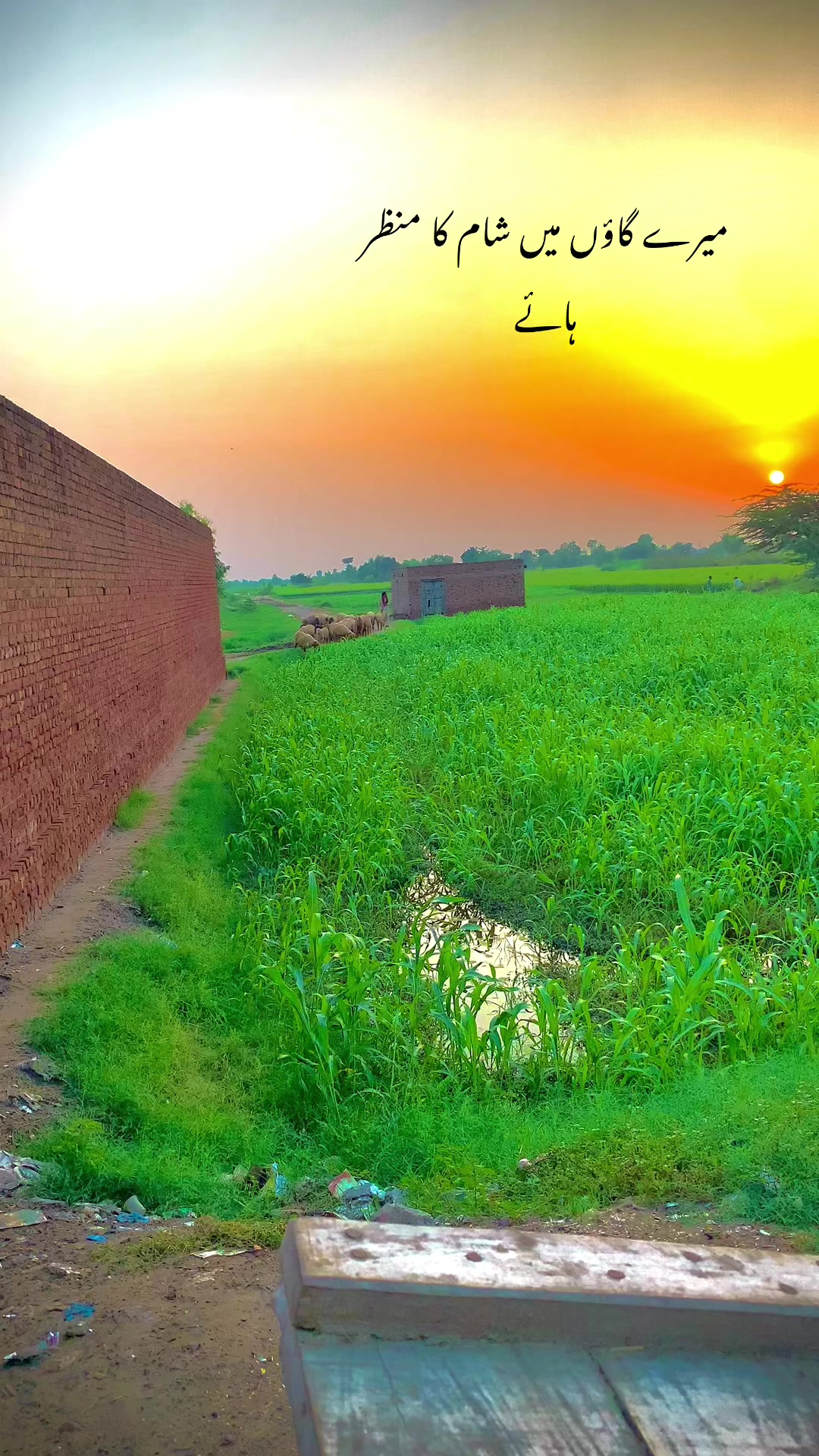 @foji sajjad