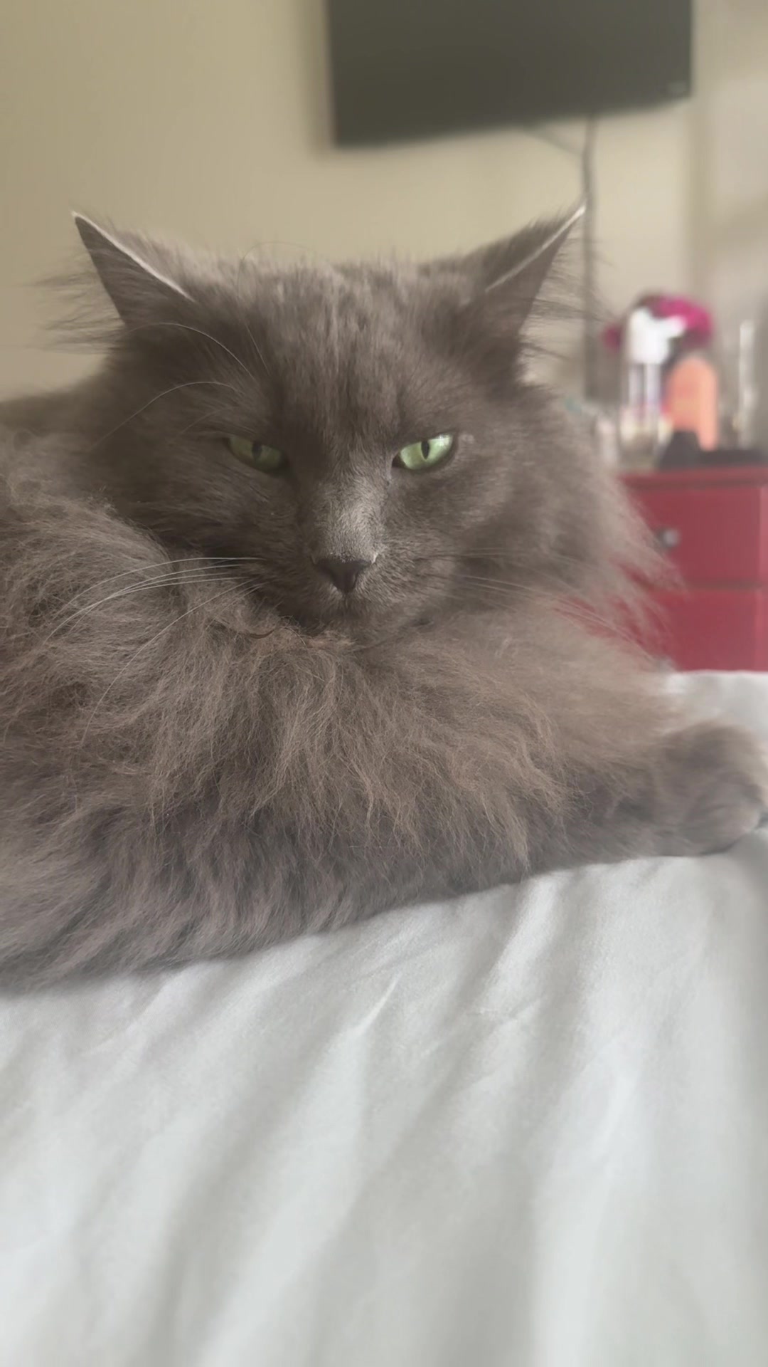 @TitoNTati 🐾
