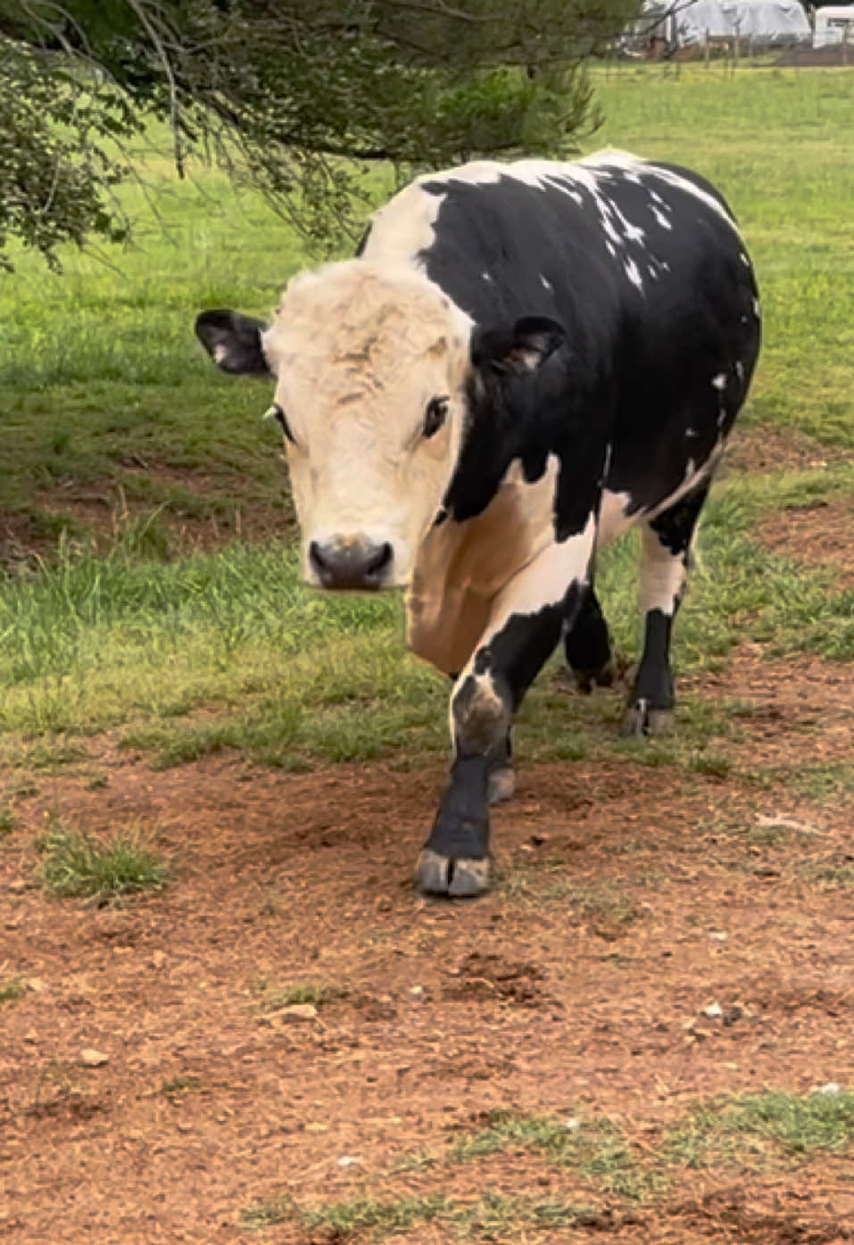 @Georgia Farm Girl