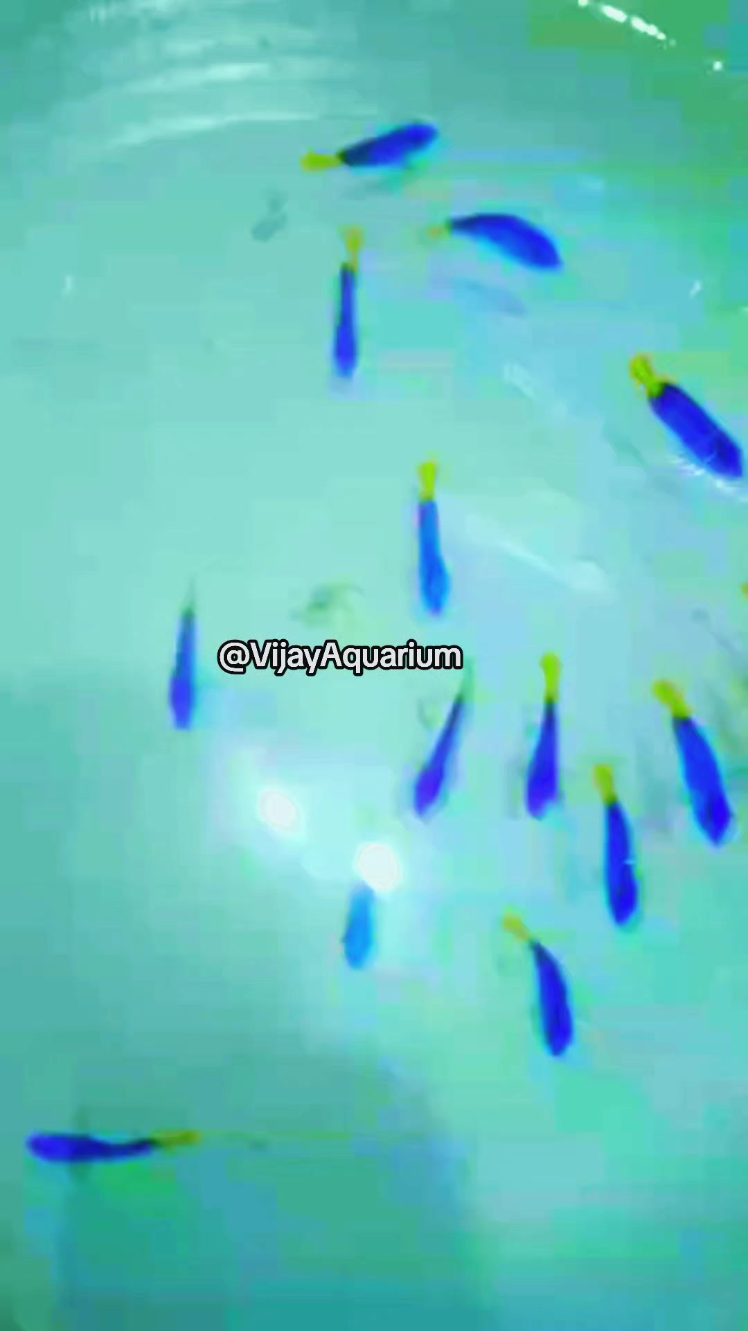 @Vijay Marine