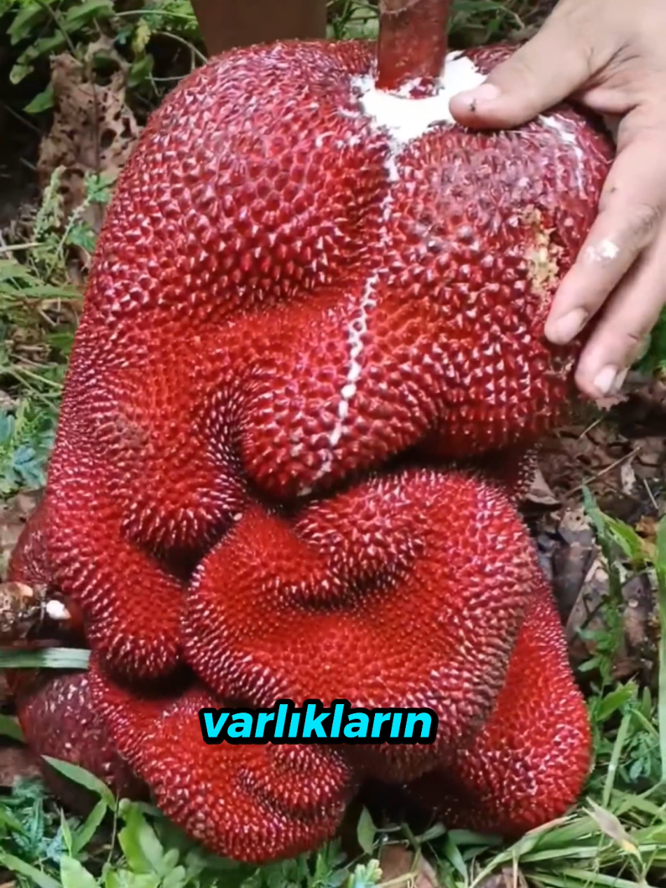 @beynegrafya