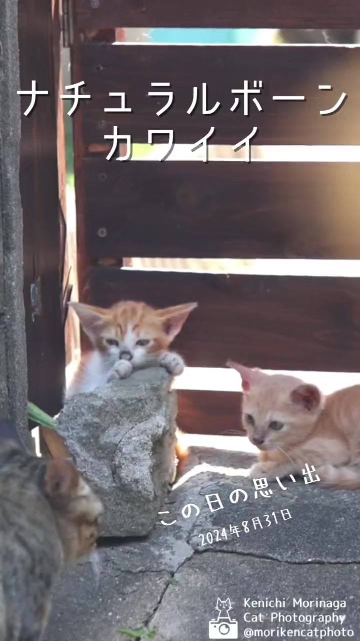 @猫写真家 森永健一