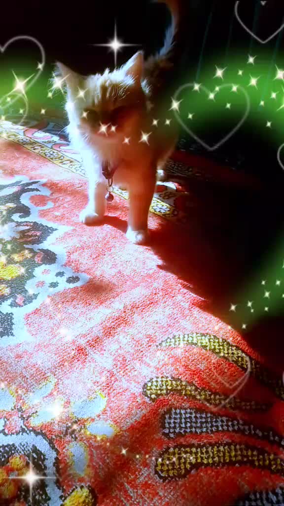 @nomirajpoot203