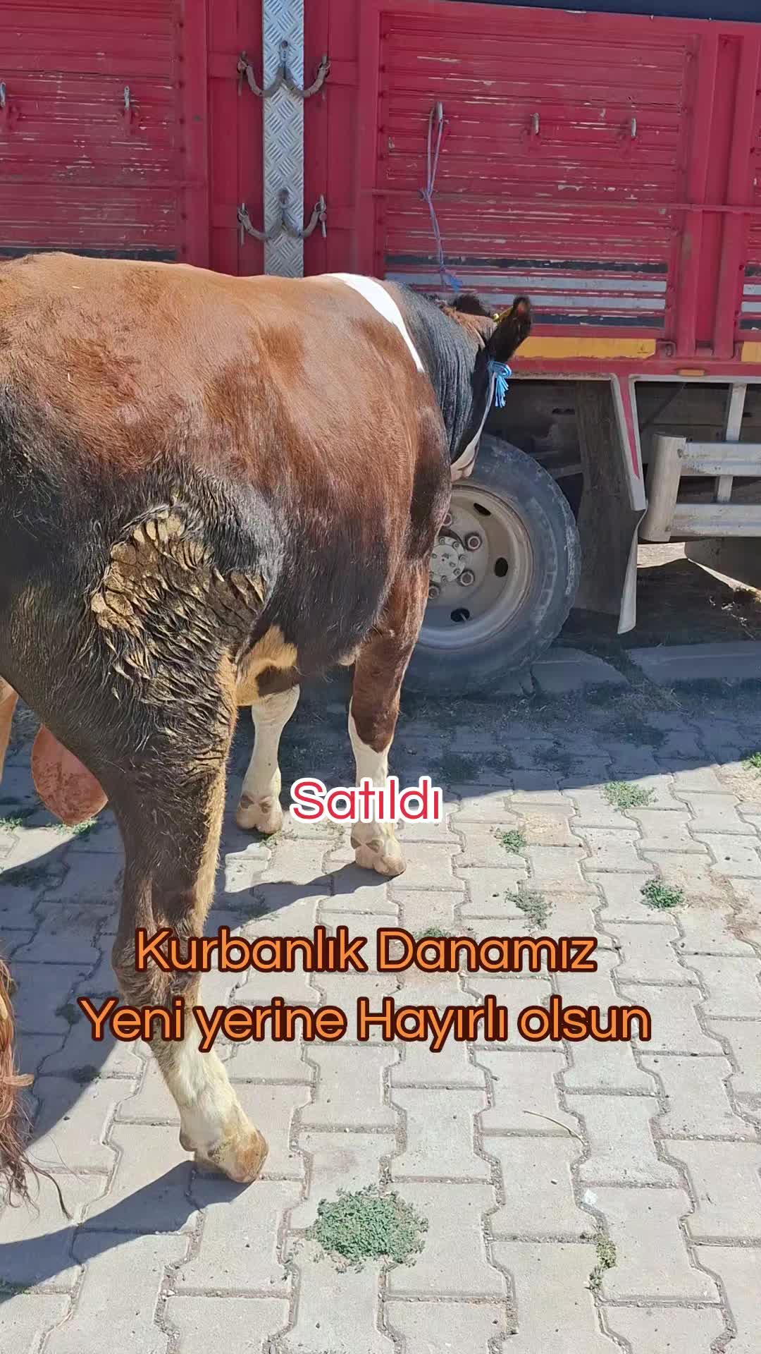 @✎﹏﹏𝐾𝑎𝑑𝑖𝑟 Ş𝑎ℎî𝑛﹏﹏