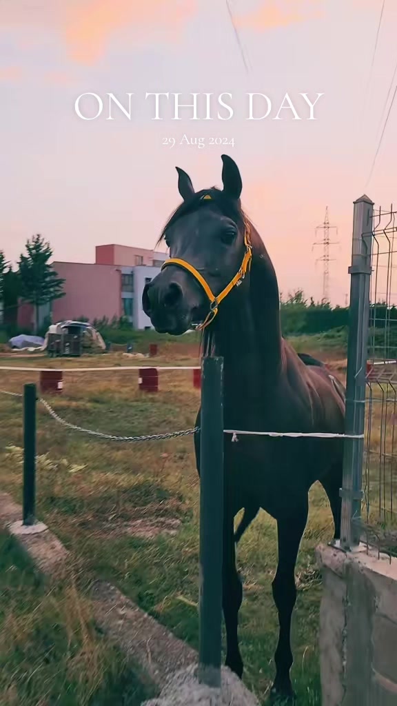 @Horse Training Center Albania