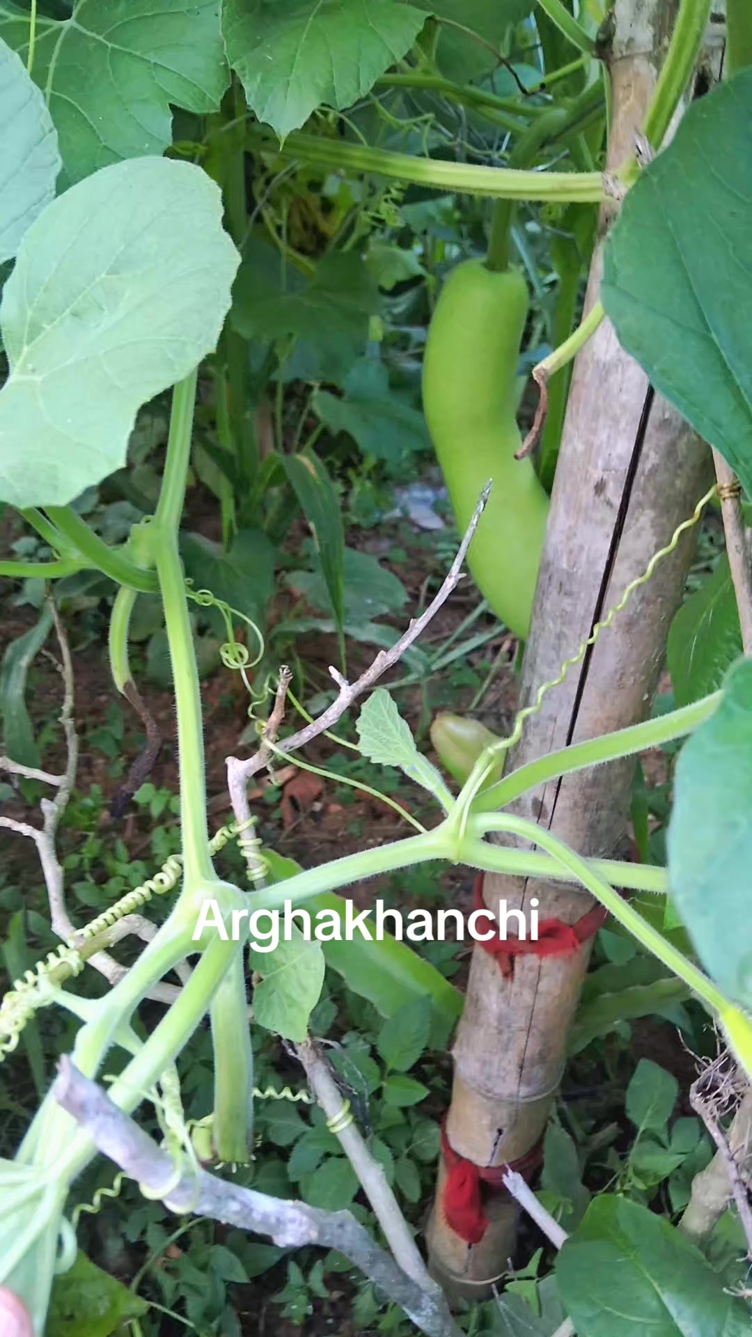 @Bishnu Basyal