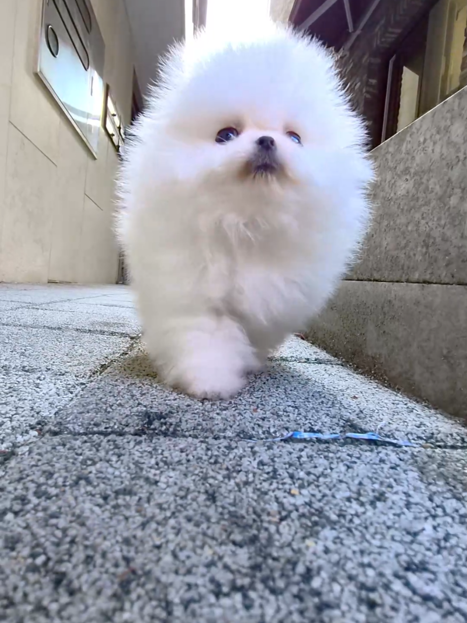 @Dogcastle_TH