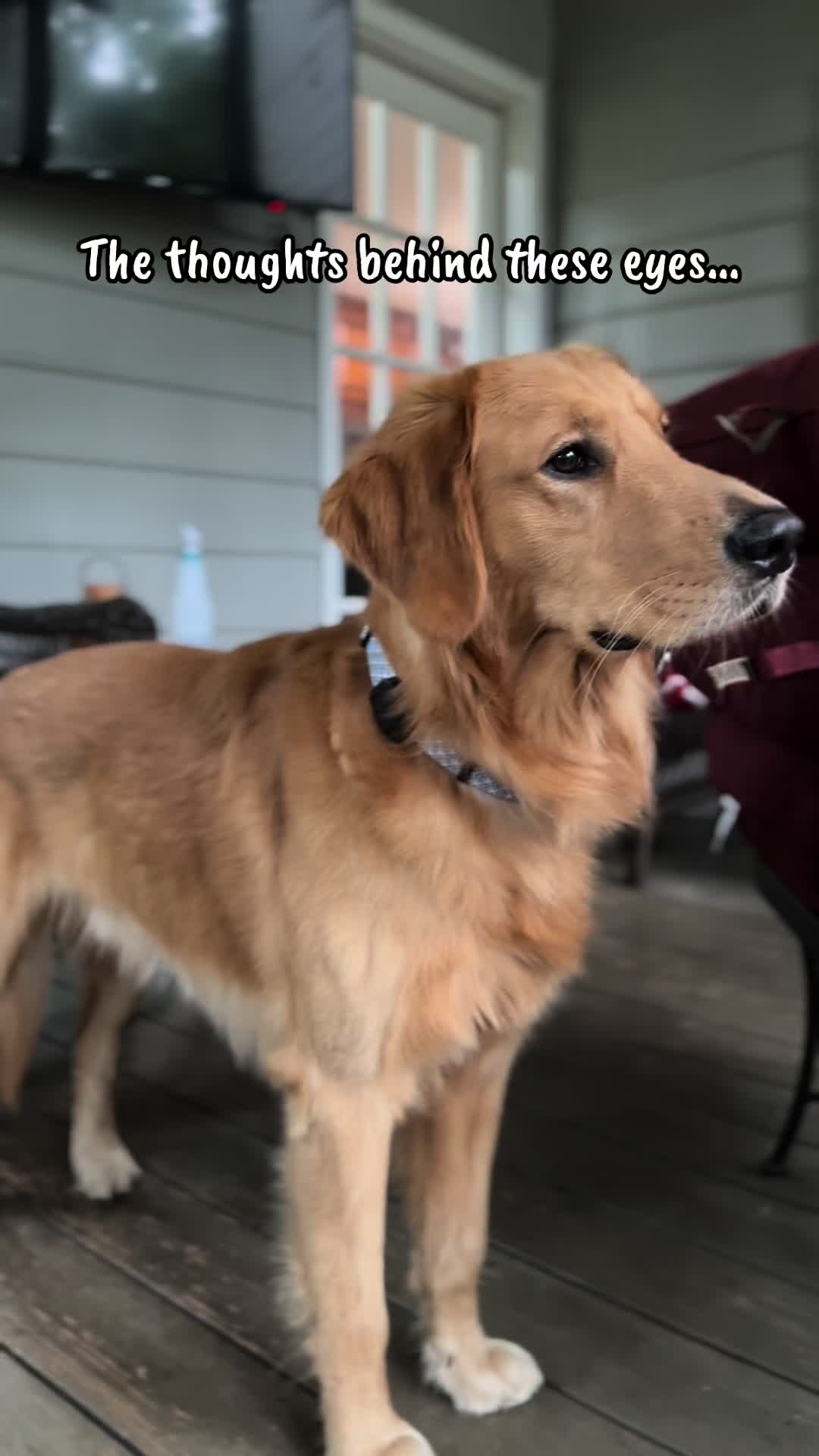 @Charlie the Golden