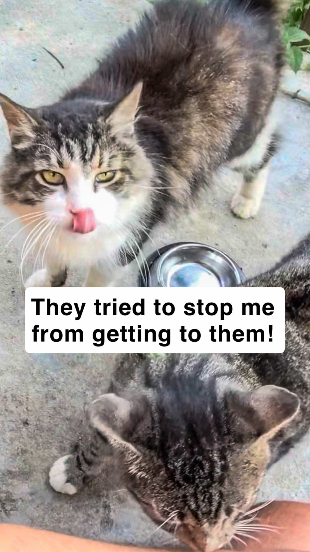 @first class whiskers