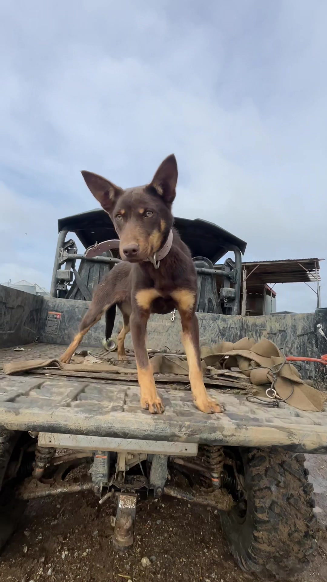 @SouthernDreamin Kelpie stud