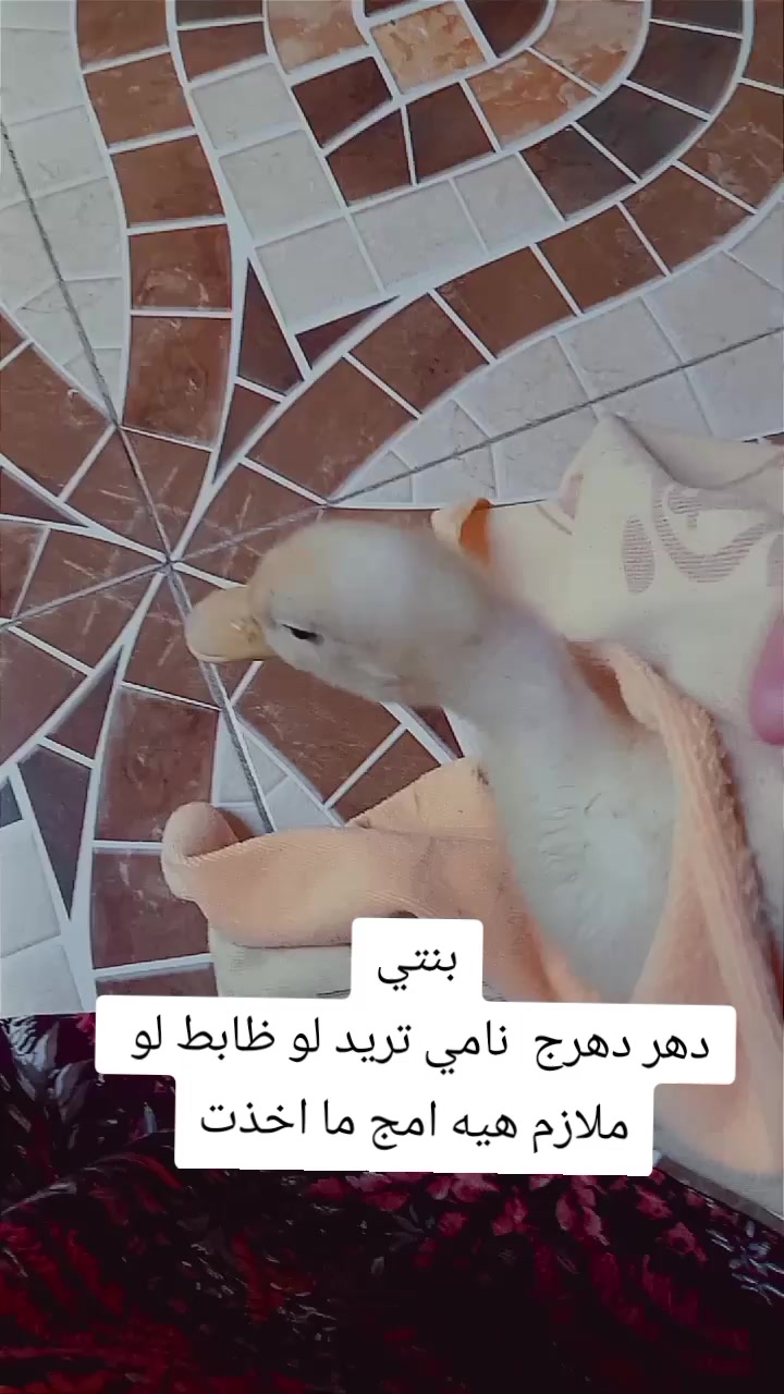@فلوكات اني ومرت ابوي