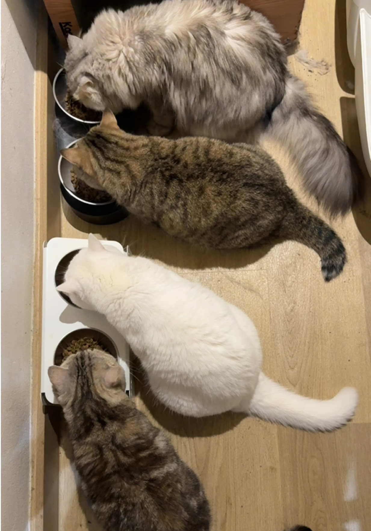 @แมวถังแก๊สชอบกลิ้ง