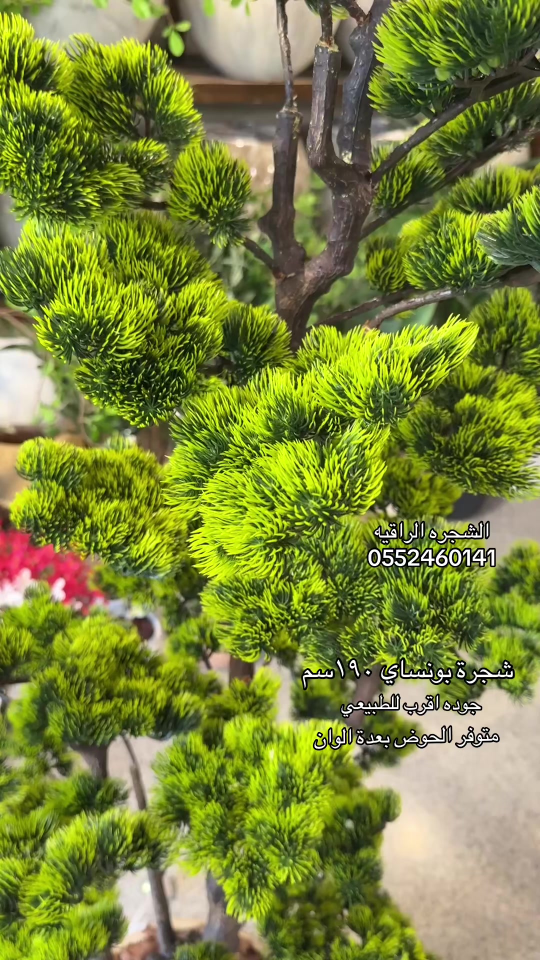 @الشجره الراقيه(زهور المملكه)🌴