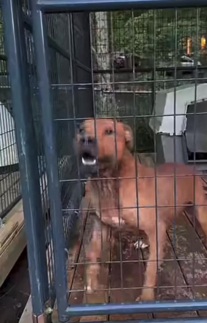 @Redboy Apbt Kennels