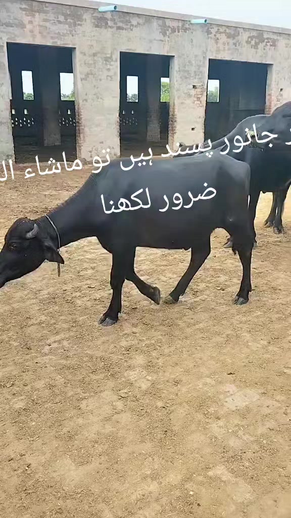@Malik ijaz 669