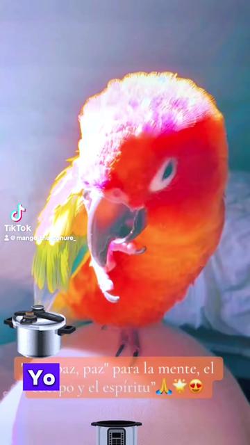 @Mango 🦜La cotorra solar
