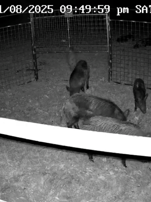 @Hog Brothers Custom Hog Traps