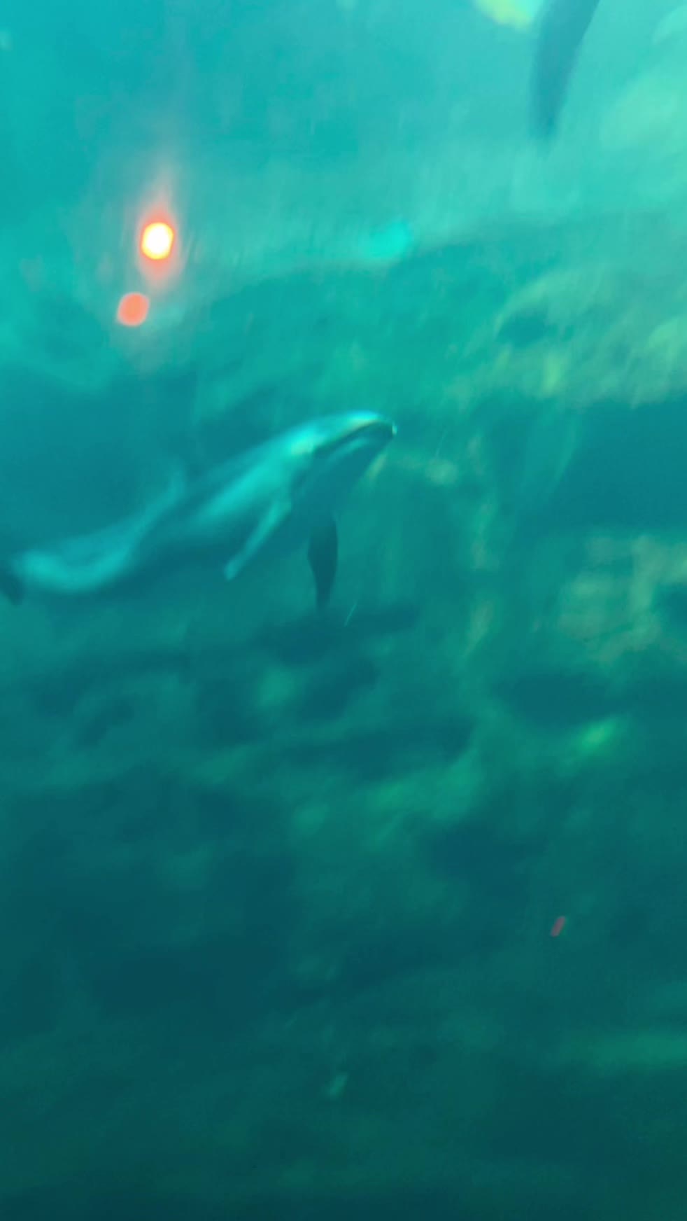 @Ocean.H