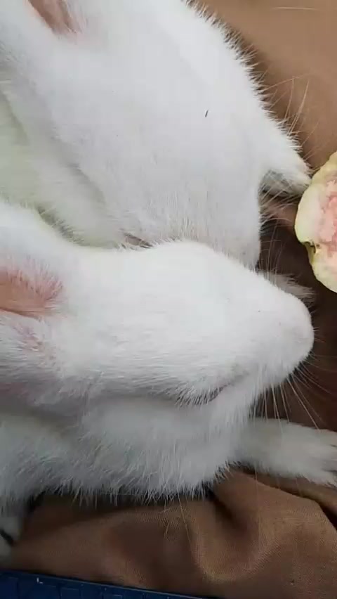 @꧁༺ 𝑅𝒶𝒿𝒶 𝐻𝒶𝒾𝒹𝑒𝓇༻꧂