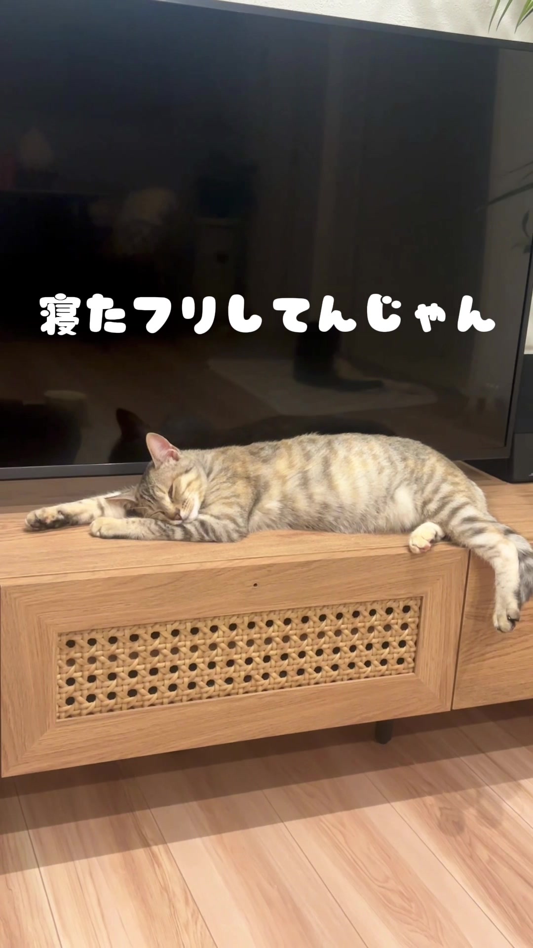 @飼い主とネコたち