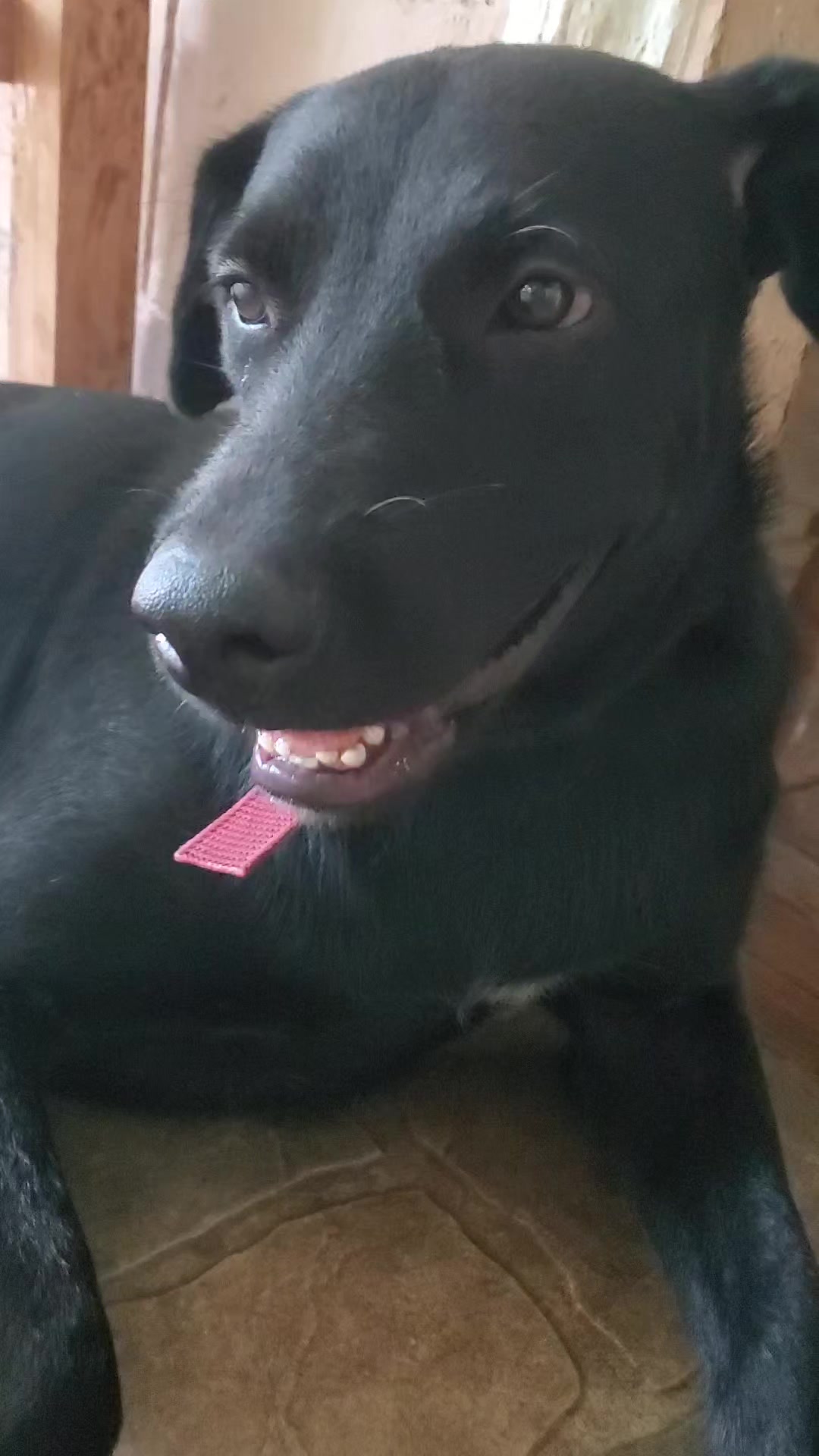 @Soy Sasha🐶