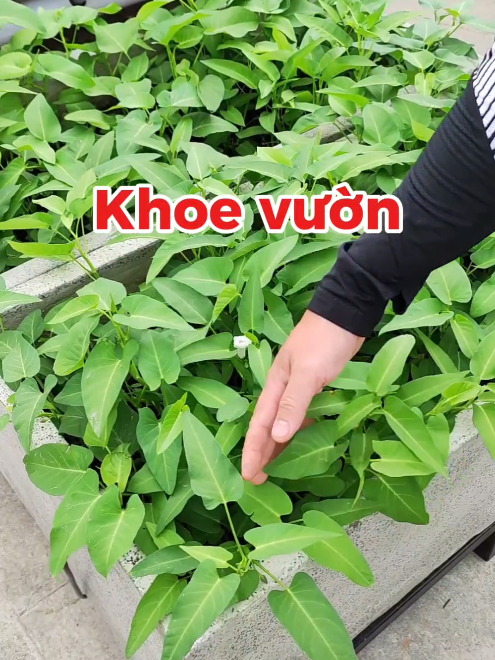 @Dược sĩ cỏ