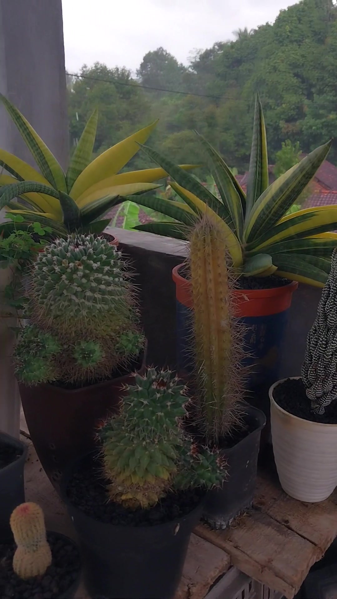 @AmeNursery