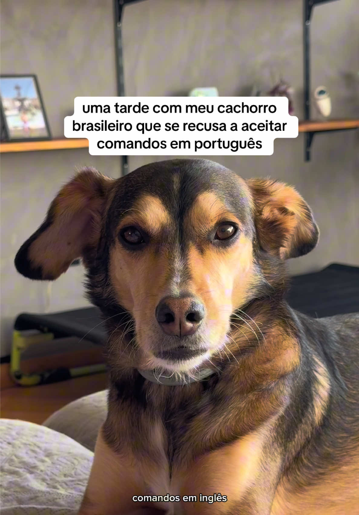 @2DOGSEMEIO