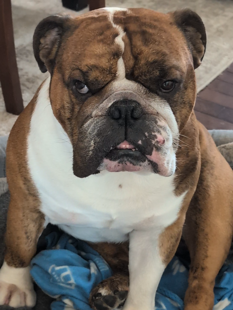 @Vinny The Bulldog