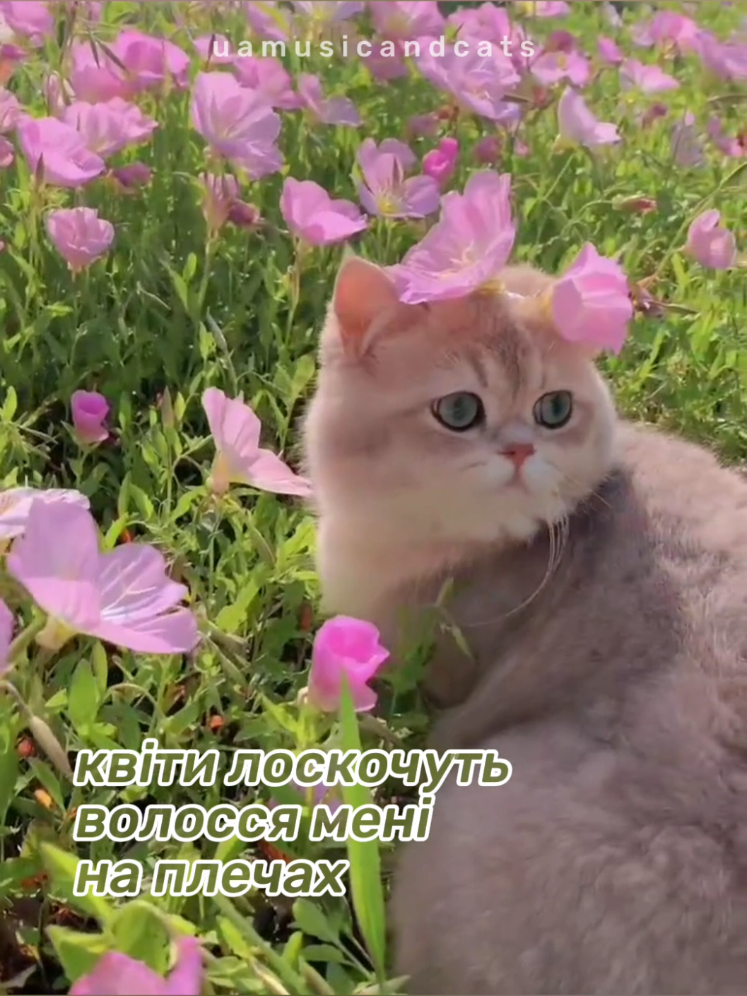 @🎧 музика і котики 🐱