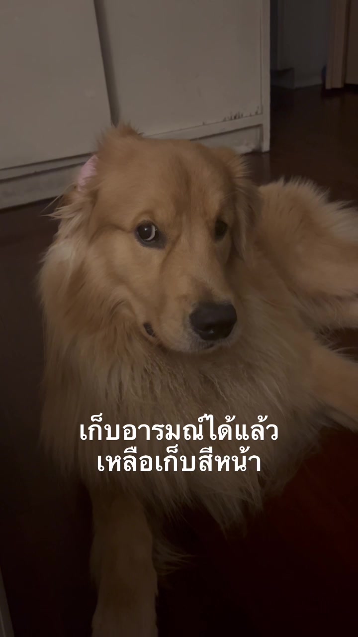 @ตินติน โกเด้นตาเหล๋
