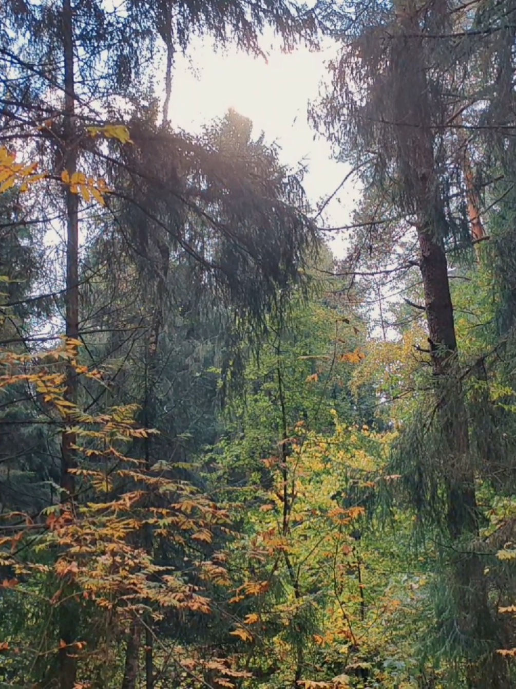 @khvoyny🌲