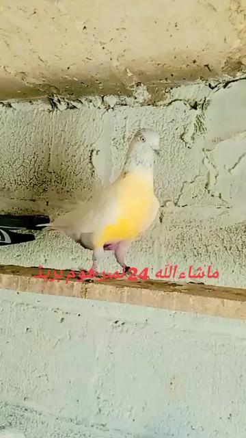@shoqeenfoji980