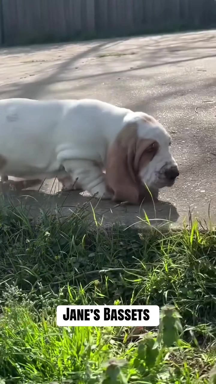 @Basset Hound Pups For Adoption