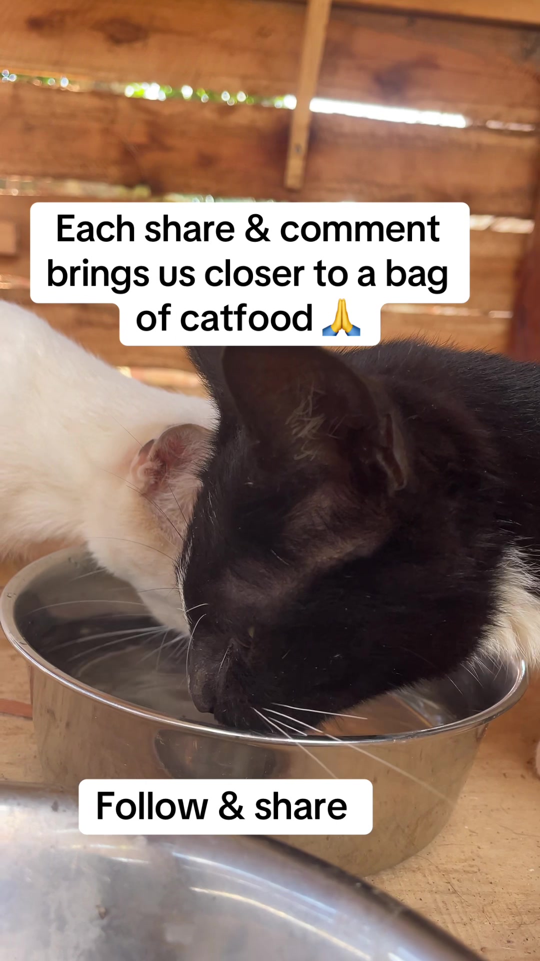@tailspinrescue