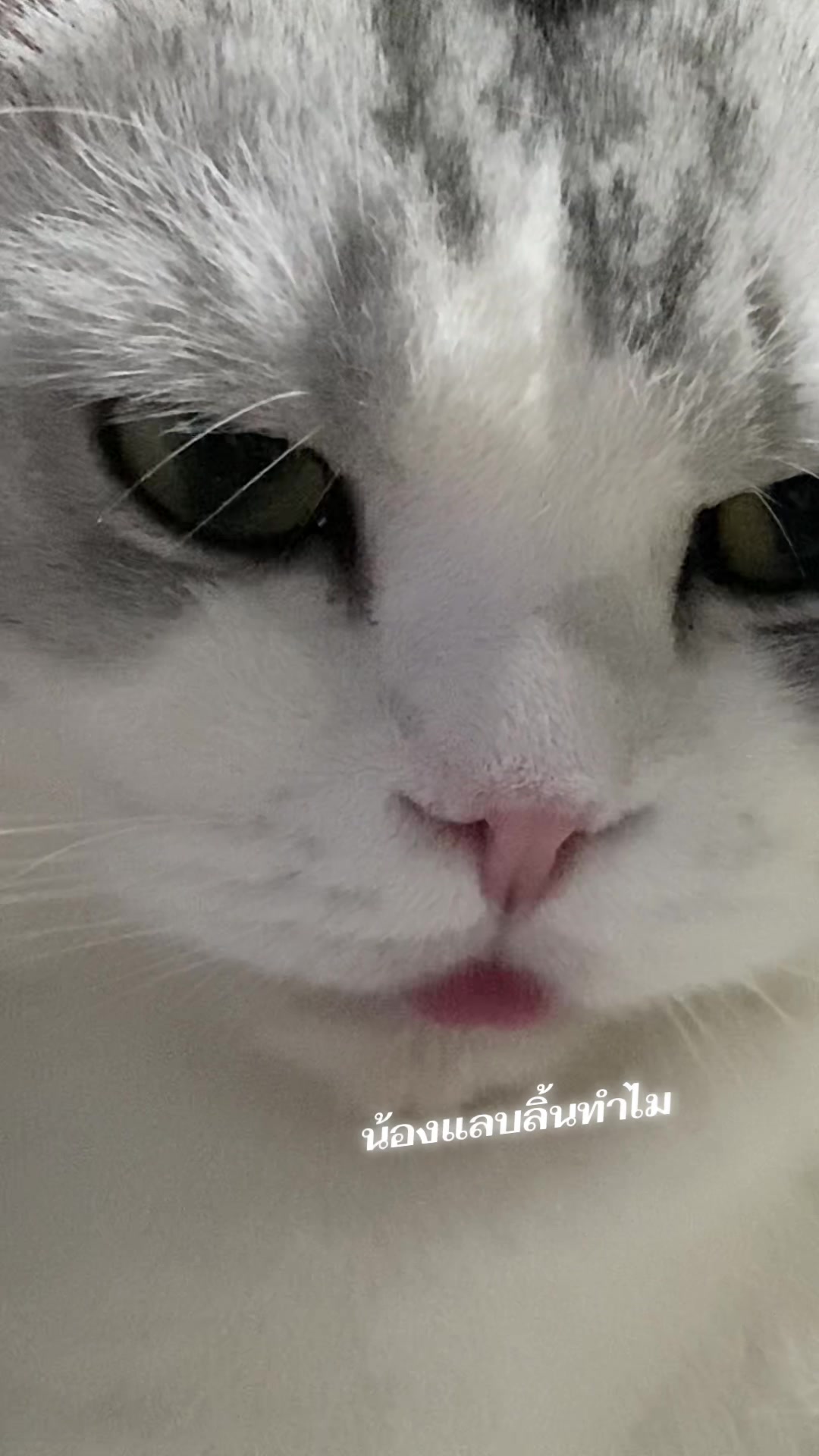 @εїз dokmai ✿ ꫂ ၴႅၴ