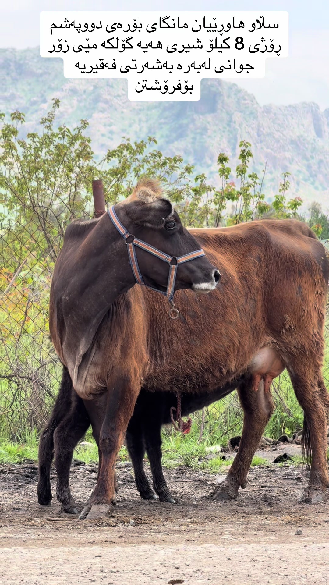 @مەیدانی ئاژەڵانی محمد 🐄🐂