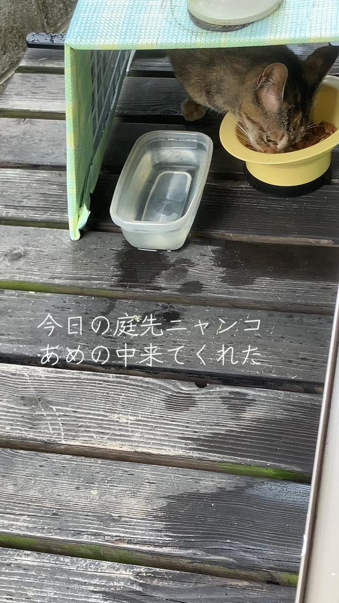 @にゃん⭐︎にゃんZ