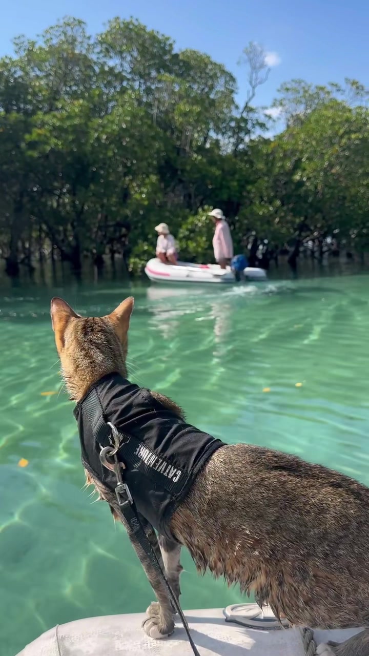 @thatcutecat