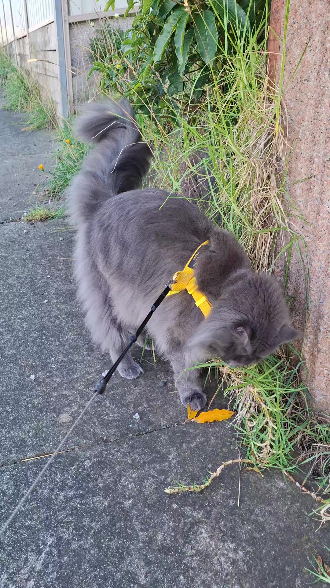 @Ragnar the Maine Coon 🐈