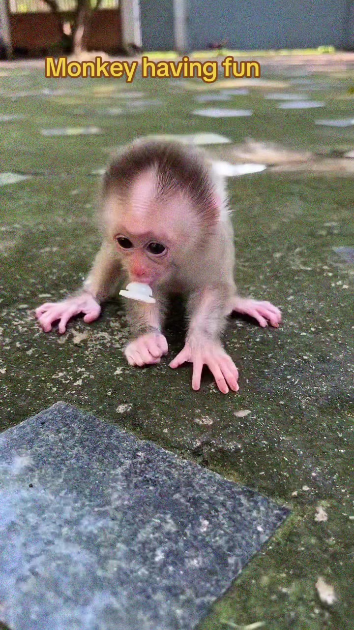 @Baby Monkey Rescue