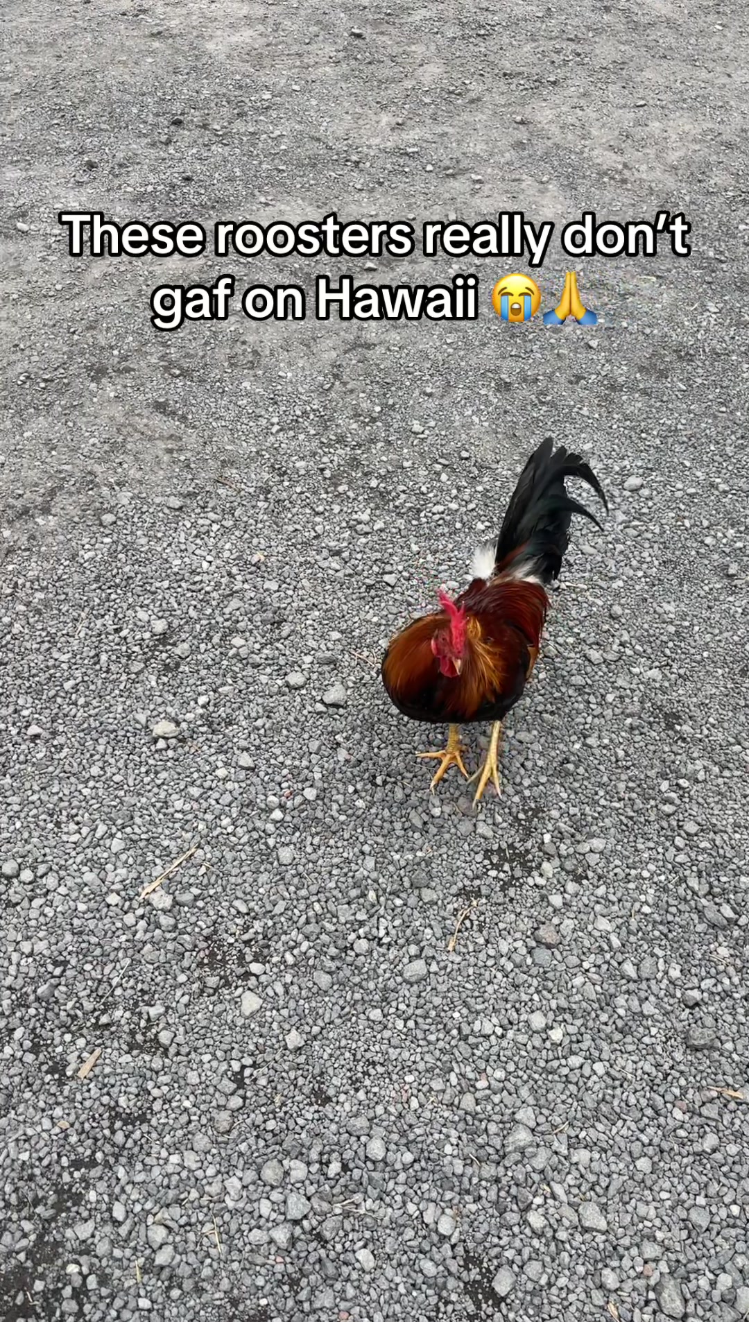 @travelingkw