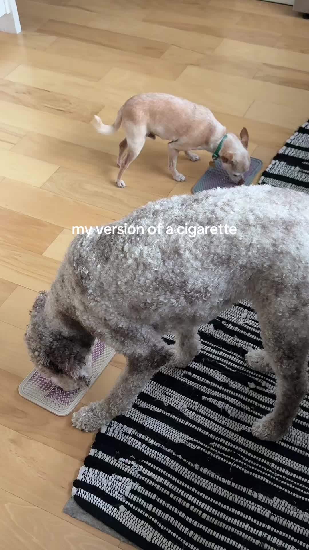 @Spongebobqueen99